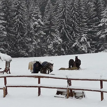 Luxury Mountain Poiana Brasov